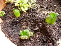 P1150082Hyazinthen.webp