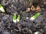 P1150085Krokus.JPG