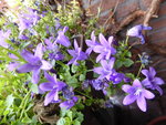 P1150087Glockenblume.JPG