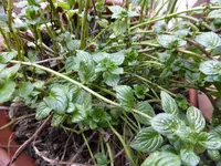 P1150090englische Minze.webp