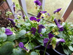 P1150093Hornveilchen.JPG