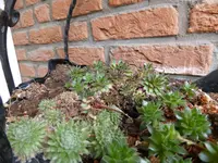 P1150094Hauswurz.webp