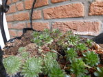 P1150094Hauswurz.JPG