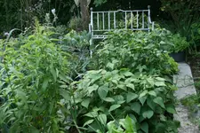 EM-Vortrag2016 041.webp