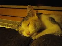 IMGP8582.webp