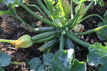 Zuchini0111.jpg