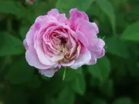 rs01.webp