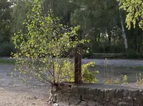 2020rtz01.jpg