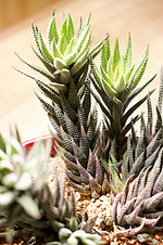 attenuata.webp