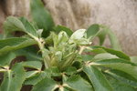 DSC08616.JPG