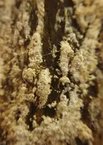 Avocado-Pflanze 4.jpg
