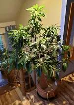 Avocado-Pflanze 5.jpg