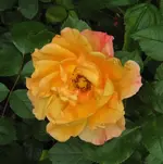 IMG_0909.webp