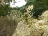 P1150121.webp