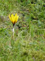 P1150107Krokus.JPG