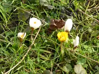 P1150109Krokus.JPG
