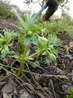 P1150111Nieswurz.webp