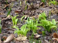 P1150116Bärlauch.JPG