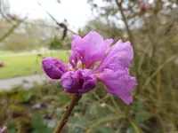 P1150128Dahurische Azalee.webp