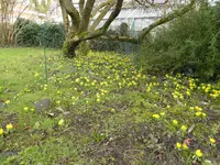 P1150129Winterlinge.JPG