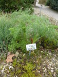 P1150153Riesenfenchel.JPG