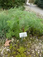 P1150153Riesenfenchel.JPG