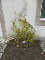 P1150158Winterjasmin.webp