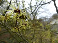 P1150160Lichtmeß Zaubernuß.webp