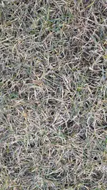 Rasen 4.webp