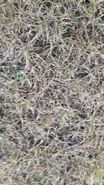 Rasen 5.webp