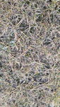 Rasen 5.jpg