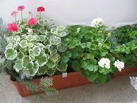 IMG_7059.webp