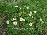 Forum Gänseblümchen 2020_01_31 P1140546.webp