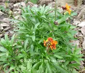 Forum Goldlack 2020_01_31 P1140549.webp