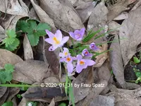 Forum Krokus 2020_01_31 P1140548.webp