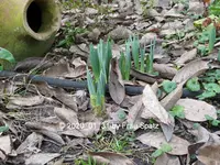 Forum Narzissen 2020_01_31 P1140547.webp