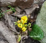 Forum Primel gelb 2020_01_31 P1140551.webp