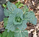 Forum Wirsing 2020_01_31 P1140543.webp