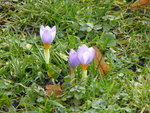 P1150104Krokus.JPG