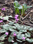 P1150110Vorfrühlingsalpenveilchen.JPG