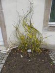 P1150158Winterjasmin.JPG