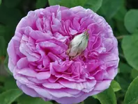 2020rsn01.webp 2020rsn01.webp