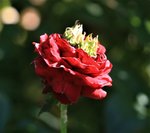 IMG_4960.JPG