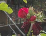 IMG_20181103_112851.jpg