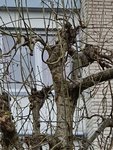 20200202_122758 Esche 2.jpg