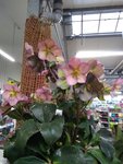 IMG_20200127_160847010.jpg