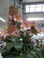IMG_20200127_160847010.webp