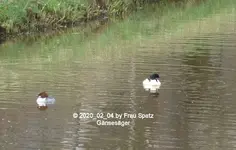 Forum Gänsesäger 2020_02_04 P1140560.webp Forum Gänsesäger 2020_02_04 P1140560.webp