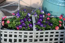 Frühling 0719.webp