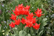 Frühling 1319.webp